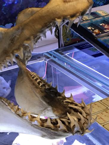 1537343449737882.jpg 5.jpg