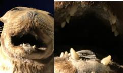 1537343666981237.jpg 2.jpg