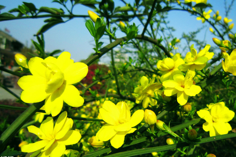 1537413992565580.jpg 5.jpg