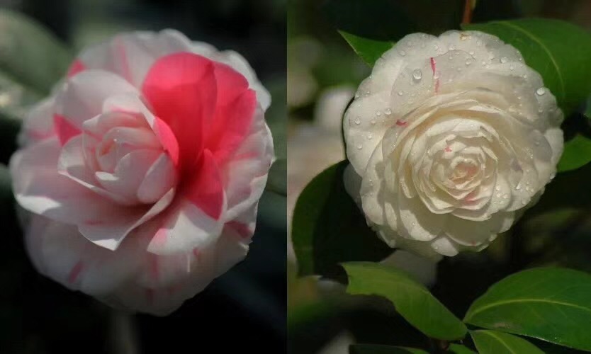 1537414130997136.jpg 4.jpg