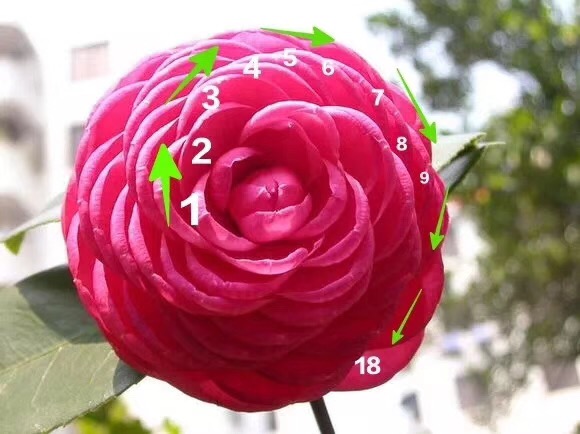 1537414189372419.jpg 1.jpg