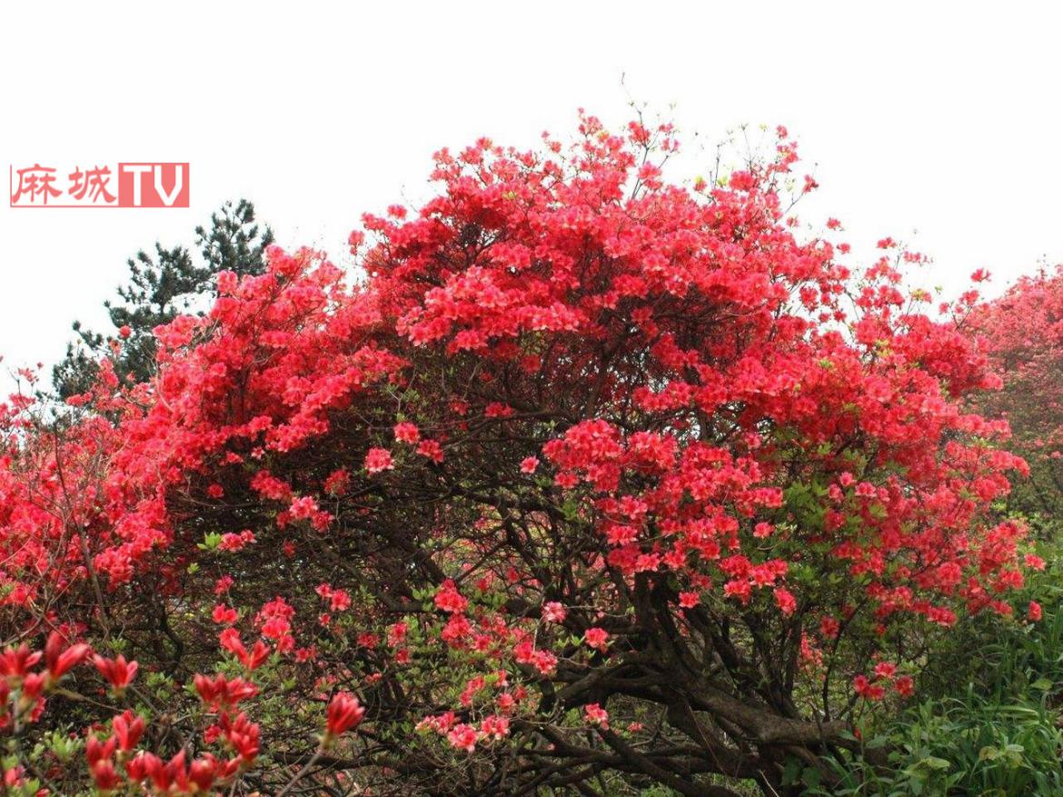 1537414265940062.jpg 2.jpg