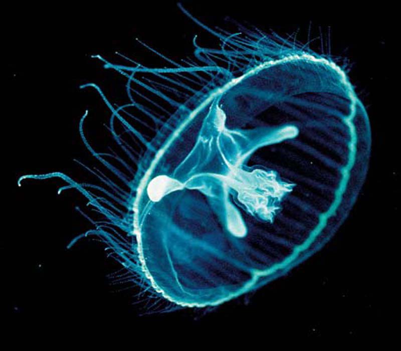 1545805765712740.jpg 20燈水母.jpg