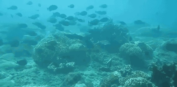 1557886719552523.png 001.png