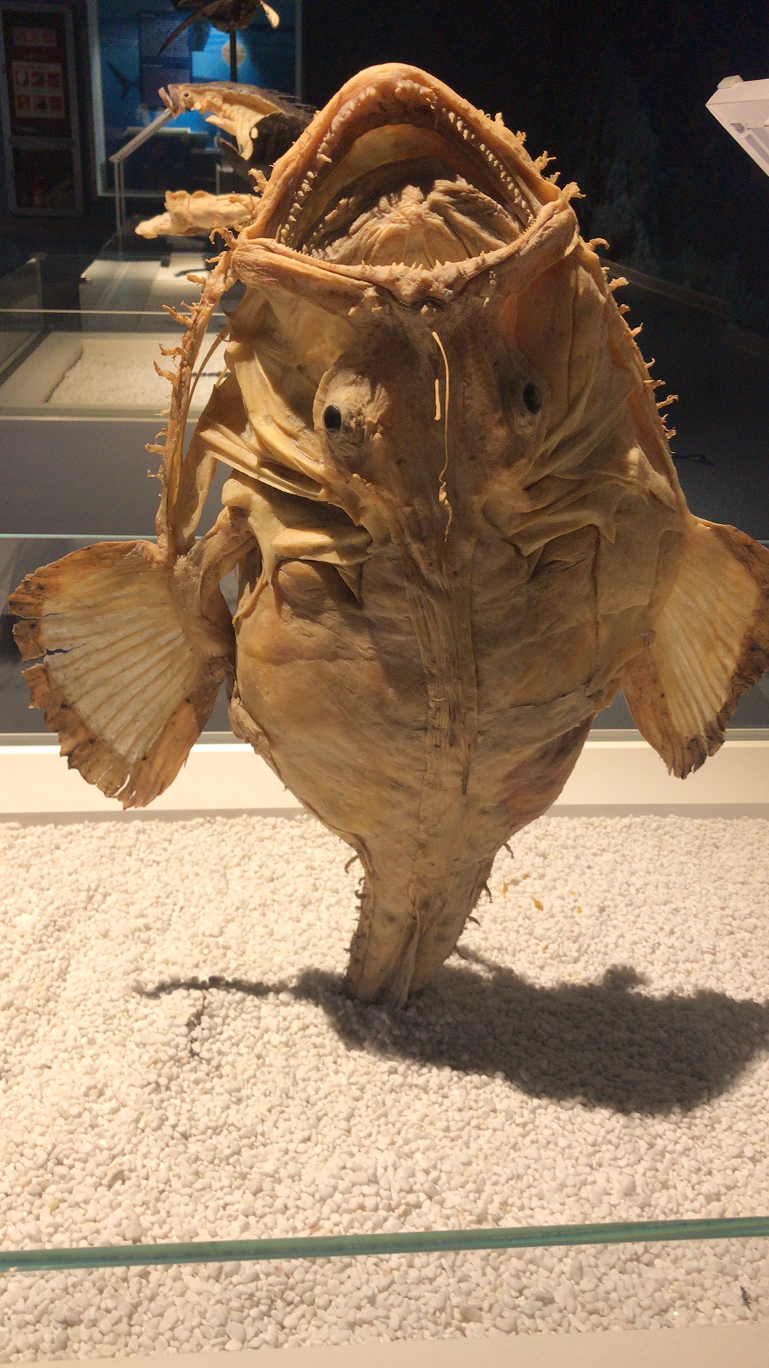 1562898701683415.jpg 8.jpg