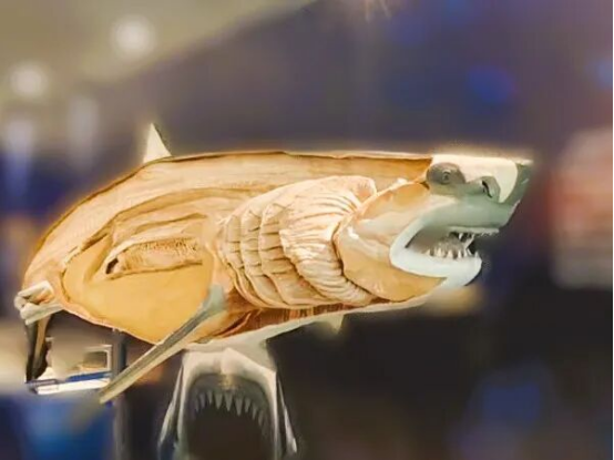 1767145981624749.png 2c58ac67-aae2-4f93-a8f7-4599f67a93b0.png